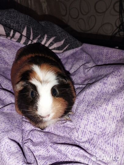 Морская свинка девочка вязка