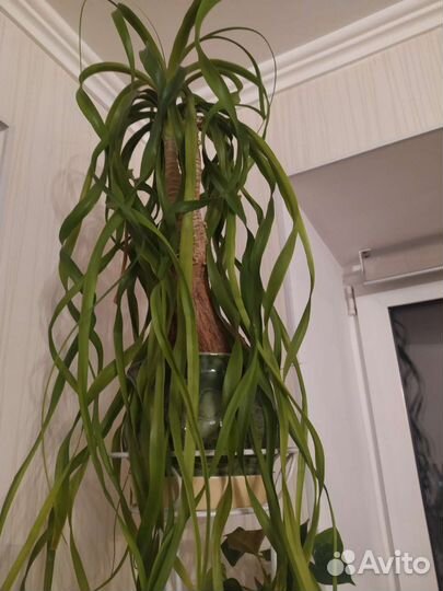 Бокарнея нолина