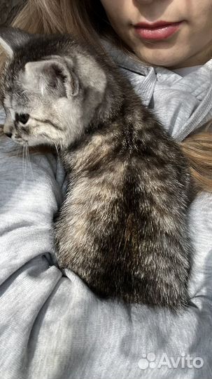 Золотая шиншилла