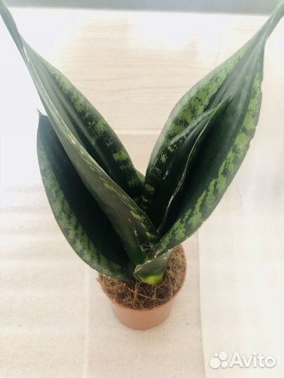 Сансевиерия Сильвер Флейм, Ханни,Муншайн и др