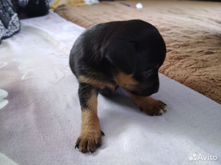 Собаки чихуахуа щенок