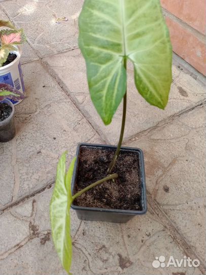 Комнатные цветы