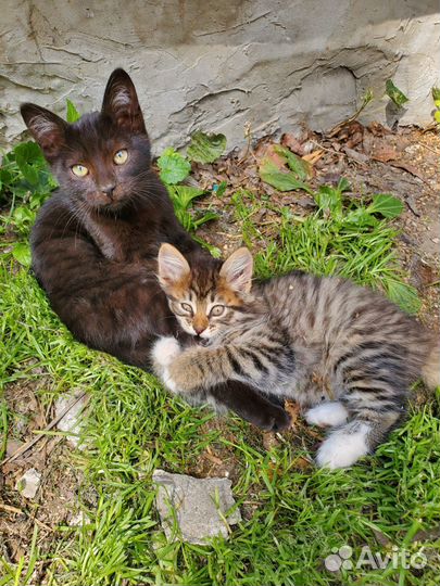 Очаровательные котята