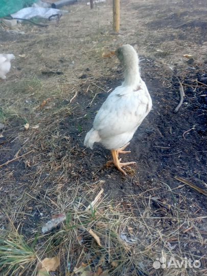 Цыплята бройлеры