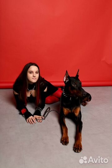 Фотосессия с доберманом