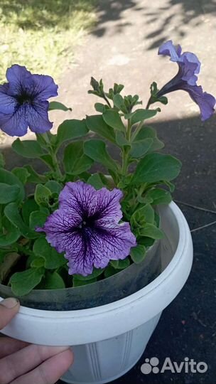 Рассада петунии