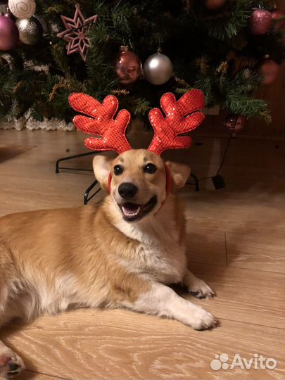 Вельш-корги пемброк