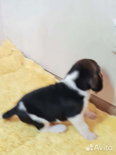 Щенки бигль