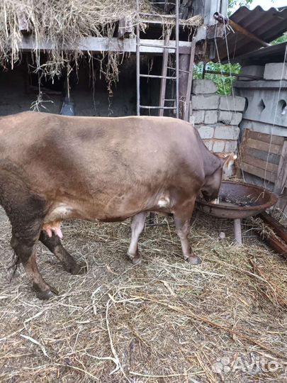 Корова дойная