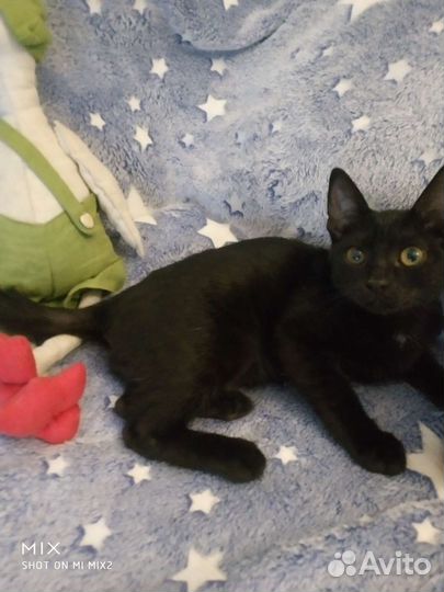 Кошки в добрые руки бесплатно