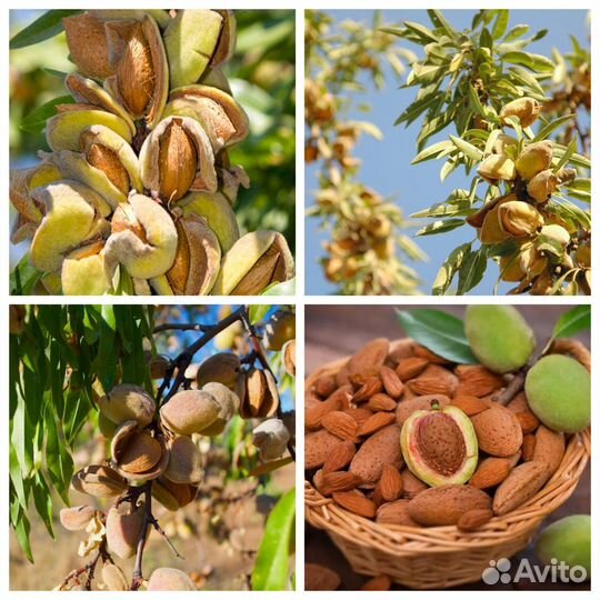 Миндаль Милас сладкий