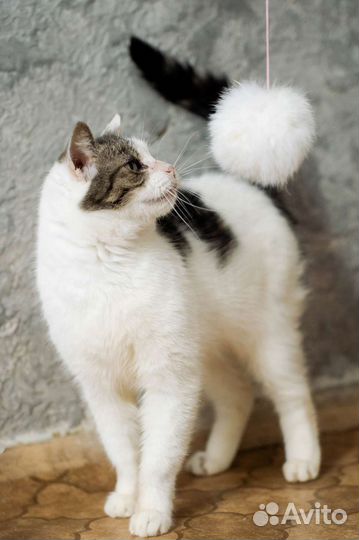 Кошка Милка