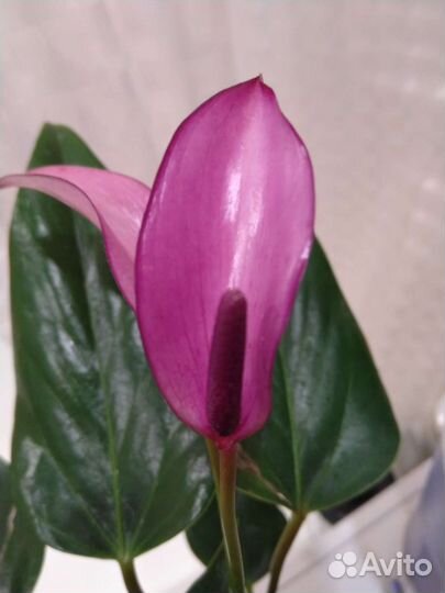 Антуриумы цветущие и деленки разные сорта