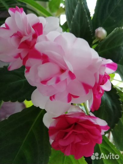 Декабрист Бальзамины Стрептокарпелла Кислица и др