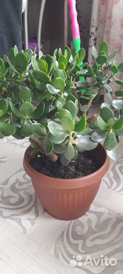 Комнатные цветы