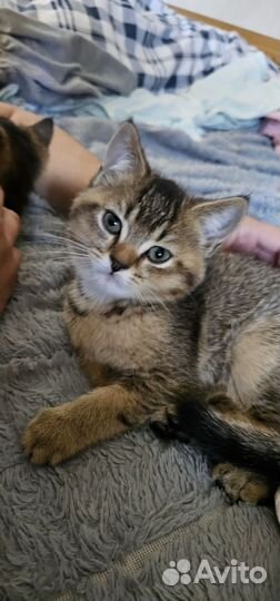 Шотландская прямоухая кошка