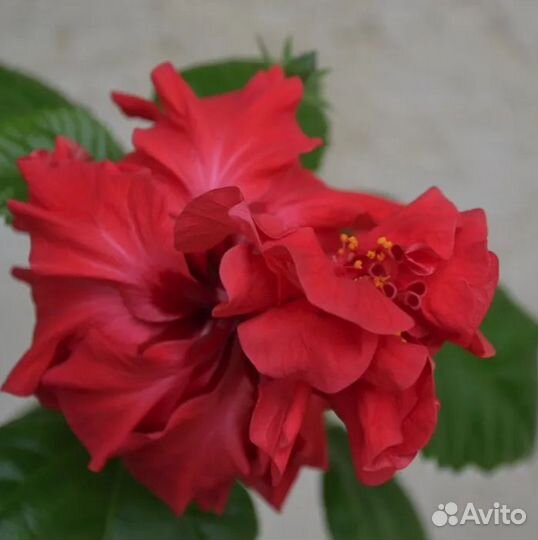 Гибискус комнатный (китайская роза)