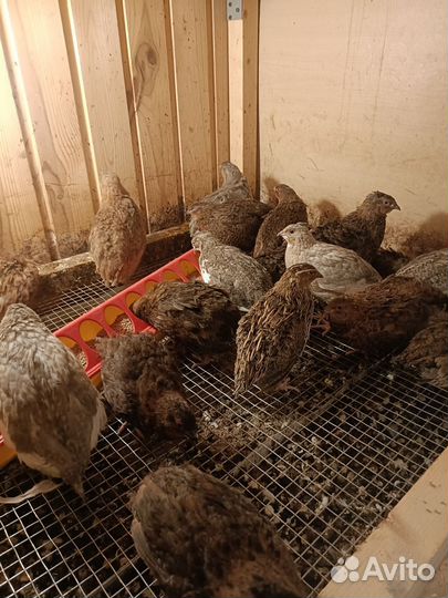 Перепел Селадон