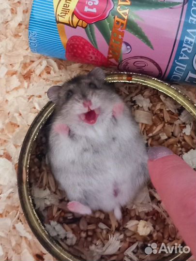 Сирийский хомяк