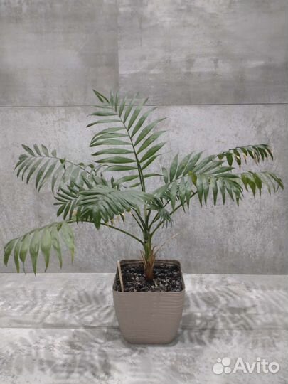Пальма хамедорея домашние растения