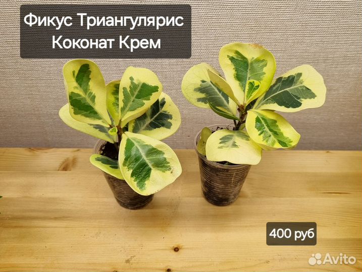 Растения разные