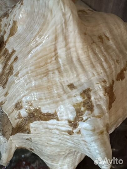 Раковина морского моллюска, Королевский стромбус