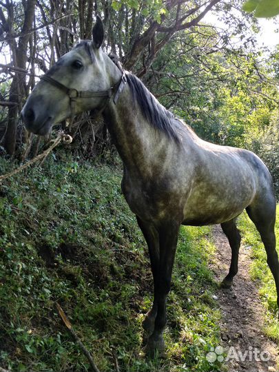 Продаю Мерин