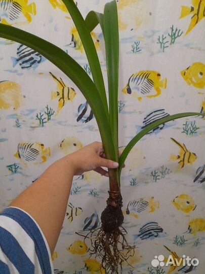 Эухарис амазонская лилия