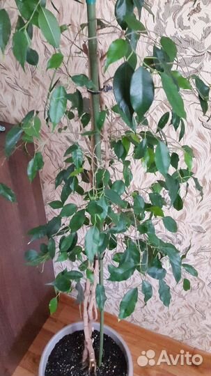 Фикус бенджамина