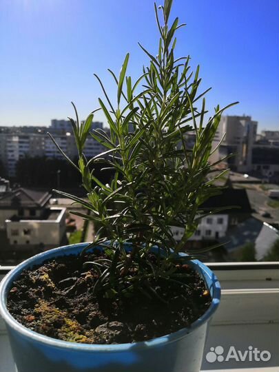 Растения для дома Розмарин (кулинарный)