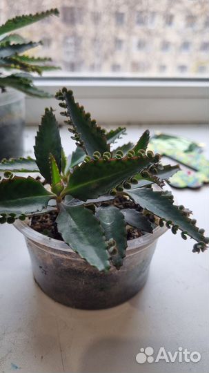 Каланхоэ дегремона, лечебное