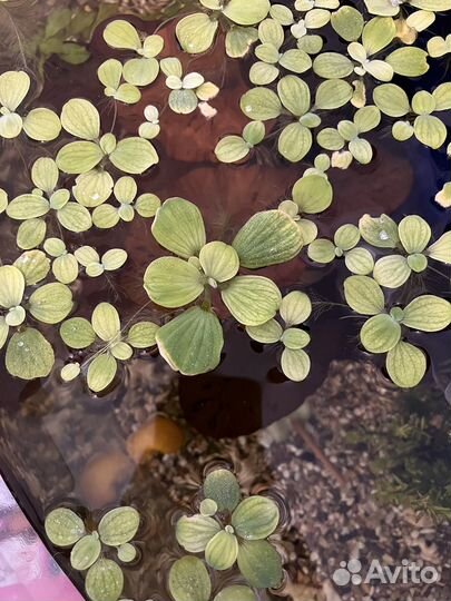 Пистия растения аквариумные