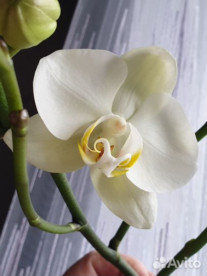 Орхидея фаленопсис белая