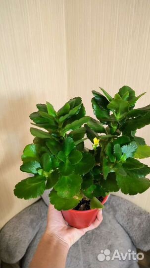 Каланхоэ жёлтый