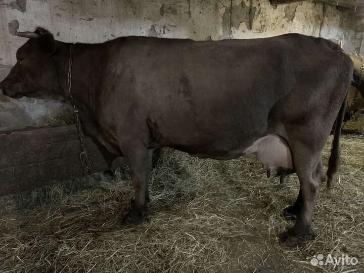 Коровы дойные