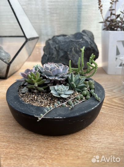 Композиция с суккулентами