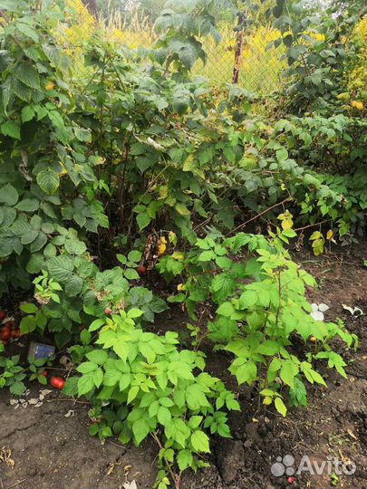 Ремонтантная малина