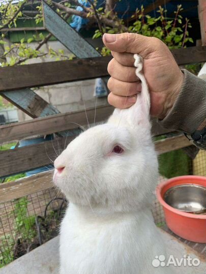 Кролик белый великан