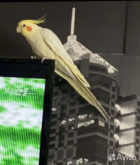 Попугай корелла