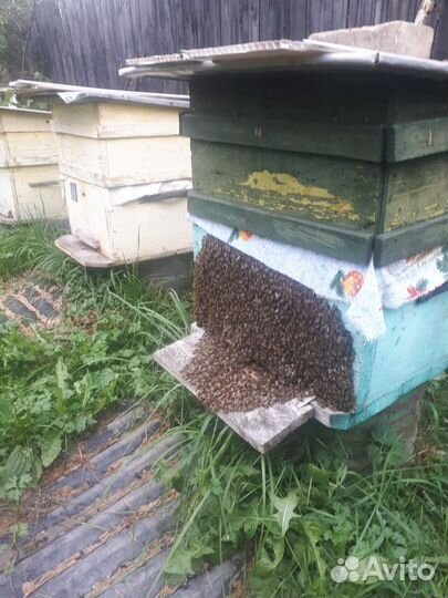 Улей с пчелами