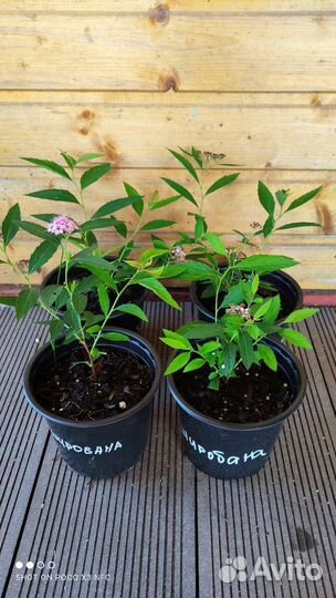 Спирея японская Широбана