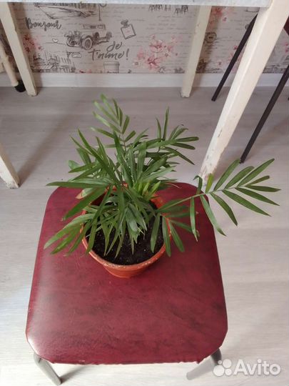 Хамедорея элеганс