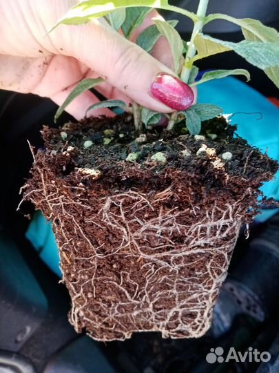 Гортензия метельчатая