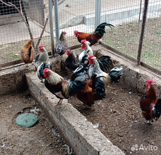 Карликовые петухи