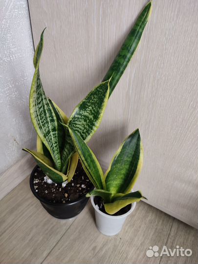 Сансиеверия