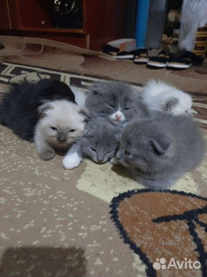 Британские вислоухие