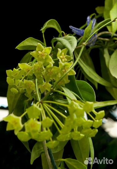 Хойи хлоранта, карноза