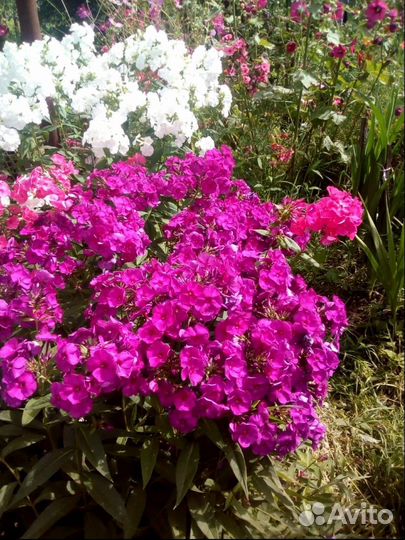 Флоксы саженцы