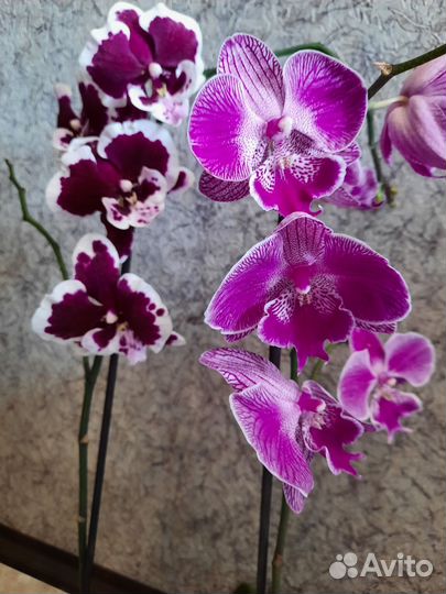 Орхидея фаленопсис