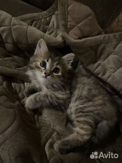 Котенок девочка помесь идет маму и папу